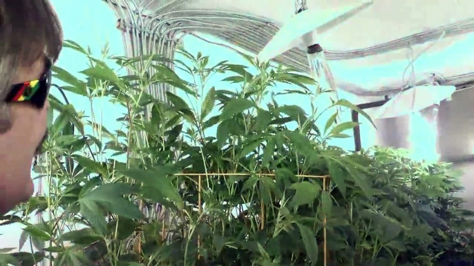 How To Lollipop & Prune Your Cannabis Plants in Week 1