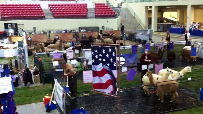 2012 Carolina Alpaca Celebration