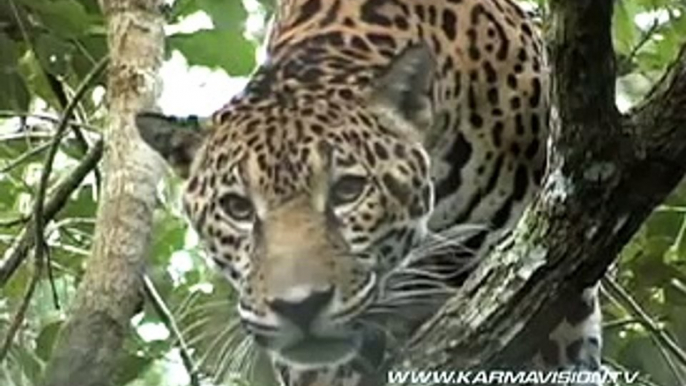 Belize's wildlife - Karmavision