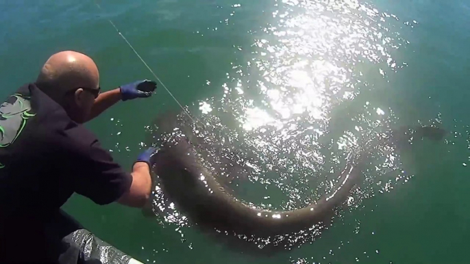 Poisson-chat de 113kg péché en france - Poisson énorme!