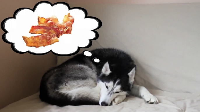 Mishka the Talking Husky is Dreaming!