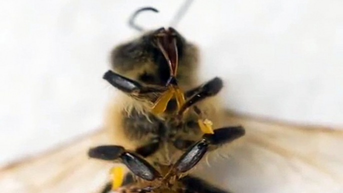 Honey bee stuck to milkweed flower