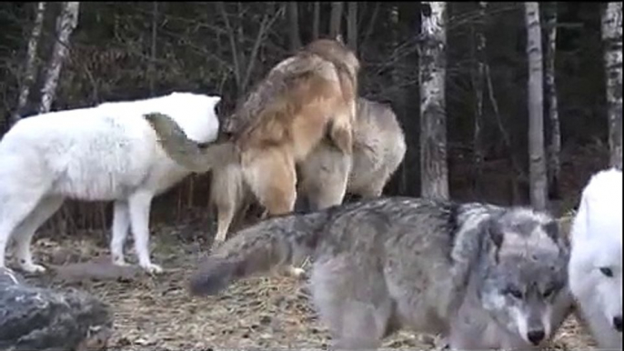 Howling and Food Defense