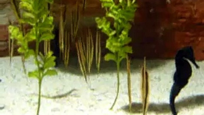 Strange fish - razorfish