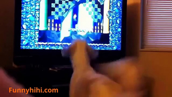 Funny Videos - Funny Cats - Funny Dogs - Funny Dog Videos - Funny Cats and Dogs