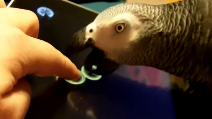 Parrot meets iPad