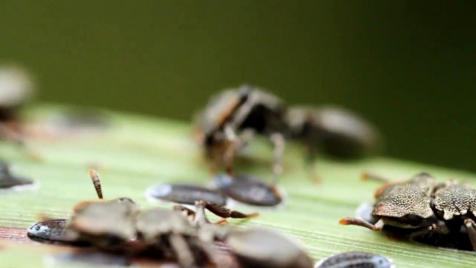 Flat ants and cochineal mutualism