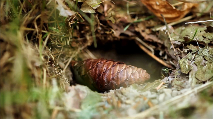 Erdnesteingang - Gemeine Wespe (Vespula vulgaris)