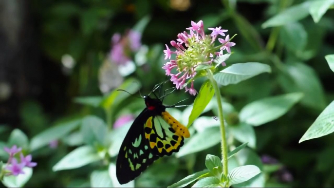 The Butterfly Exhibit at Discovery Kingdom