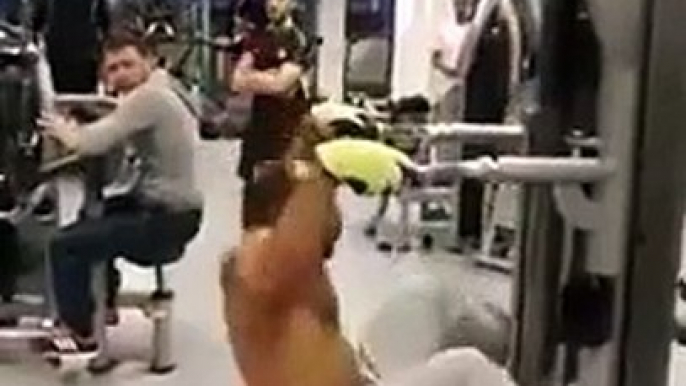 Best fails of gym