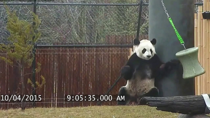 Toronto Zoo Giant Panda Da Mao Plays With Enrichment Toy