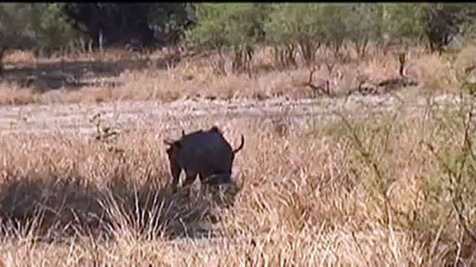 greater kudu in South Luangwa