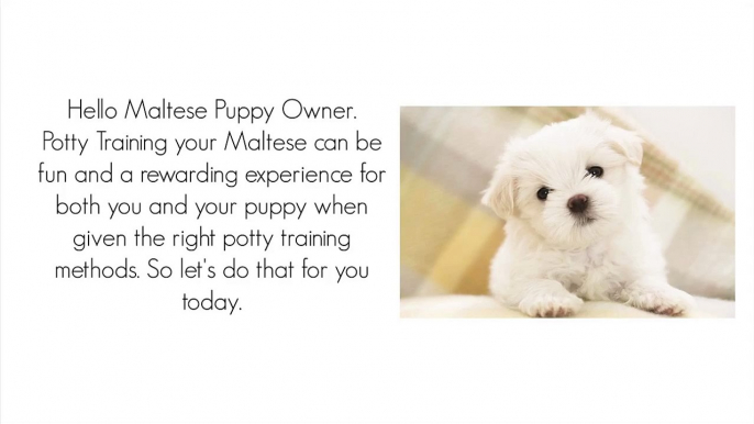 Maltese (Dog Breed) How To Potty Train A Maltese Puppy House Training -Housebreaking Maltese Puppies