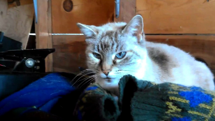 White Manx Cat