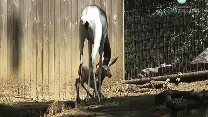 Critically endangered dama gazelle born at Smithsonian's National Zoo takes its first step