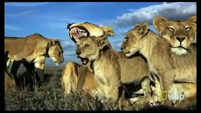O Mundo dos Leões - documentário Nat Geo Wild HD - legendado BR/PT
