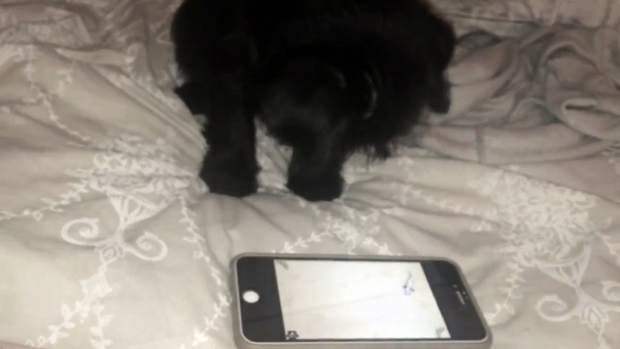 Pug puppy plays game on iPhone