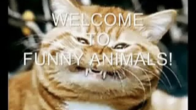 Funny animals