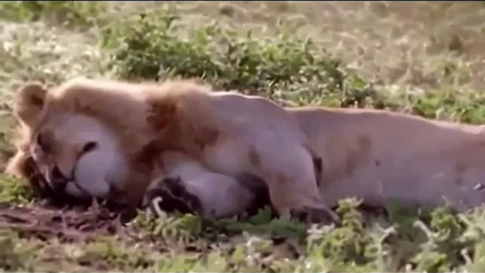 African Animals HD 5 African Lion Lion Attacks lion attack gnu