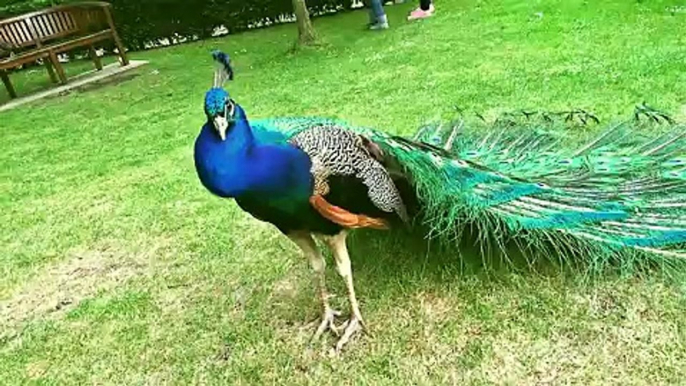 Peacock Struts His Stuff and Woos a Mate