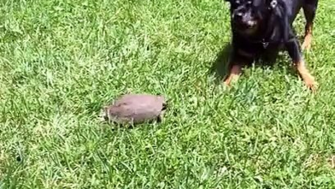 Turtle chasing Rottweiler. Turtle chasing dog. Lol