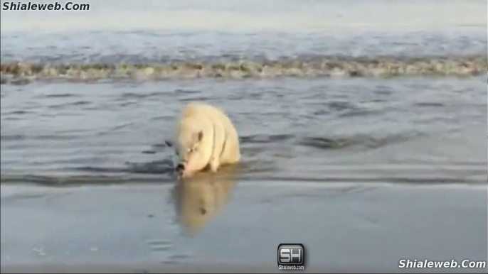 UN CERDO EN LA PLAYA UNA BALLENA EMERGIENDO DEL MAR Y UN PERRO EN UNA ALBERCA DE PELOTAS AGOSTO 2015