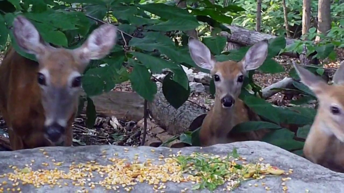 Spotted fawns with mom in the paw paw patch