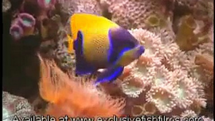 Reef Aquarium Instructional DVD Fish Selection (Full)