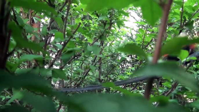 Lego Tree Roller Coaster