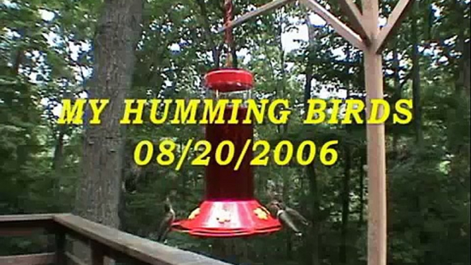 Humming Birds at Elkinsville, Indiana