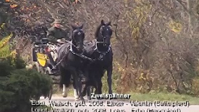 Zweispänner Verkaufsgespann Schweres Warmblut Fahrpferde "Moritzburger"