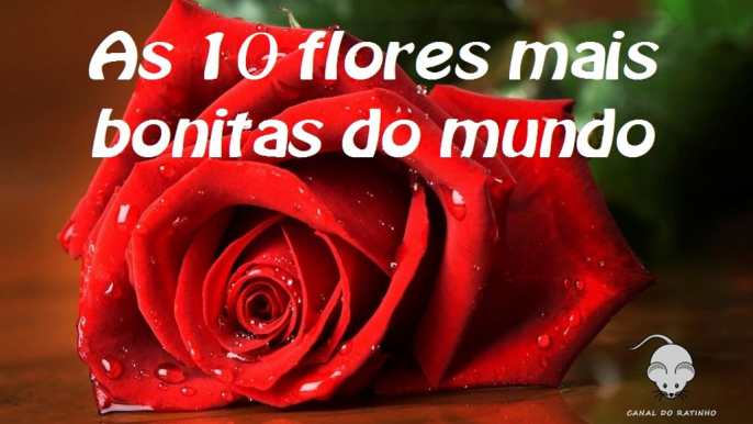 As 10 flores mais bonitas do mundo