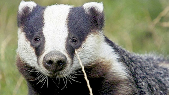 BBC Radio 4- Farming Today 2Sep15 on Payments for Farmers to Pull Out of the Badger Cull