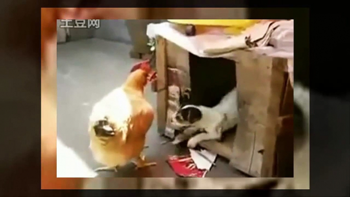 A mutt forced a hen to get laid