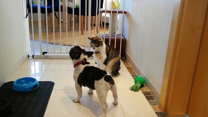 French Bulldog Puppy Desperately Tries to Play with Cat