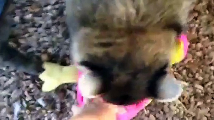 Raccoon Plays With Pink Toy