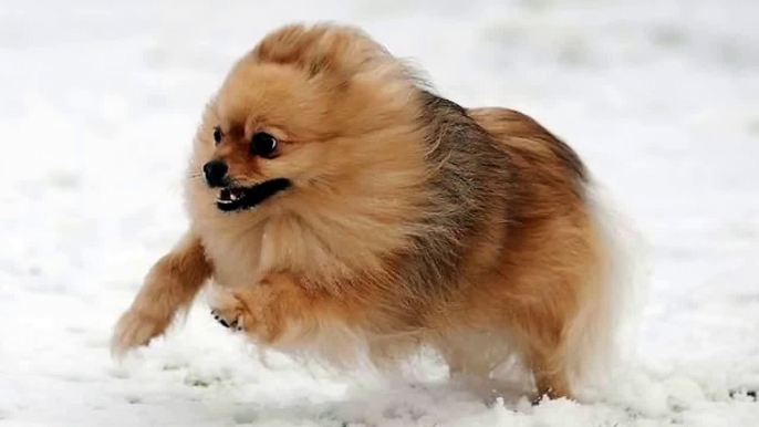 Funny cats compilation 2015 - Funny dogs and cats playing in the snow