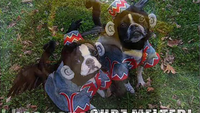 Hillarious Dogs In Costumes