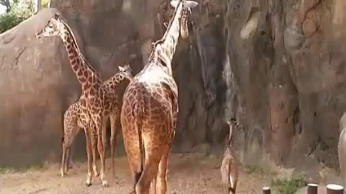The Funny Six Foot Baby Giraffe in Houston Zoo