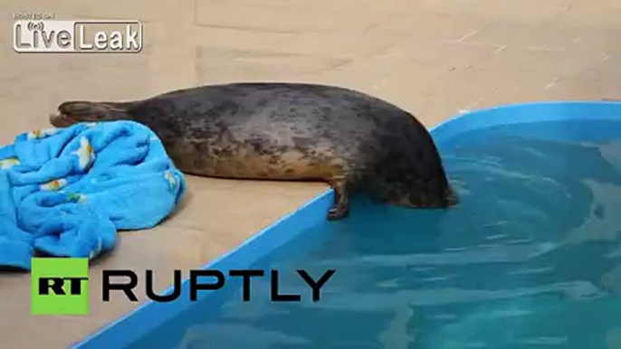 Russia: Rescued young seals prepare to enter the wild