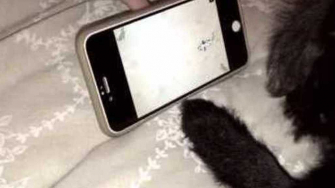 Adorable Pug Puppy Plays Game on iPhone