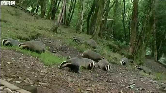 BBC News 3Sep15 - Badger culls in Dorset, Somerset and Gloucestershire have got under way