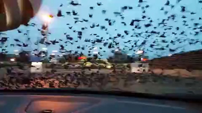 Family Jeep Clears Birds From Parking Lot