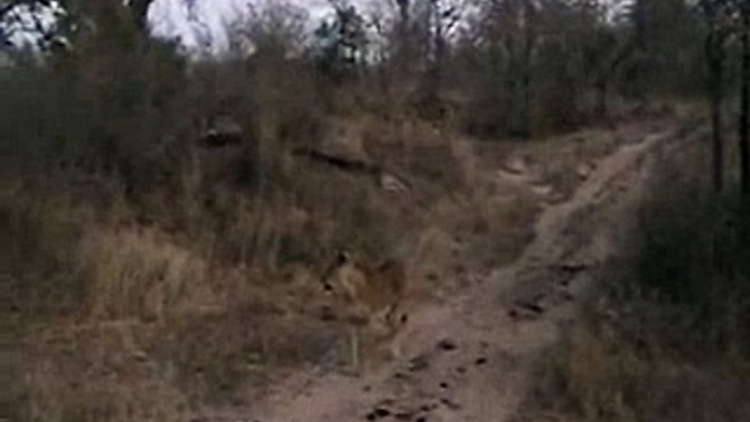 Part 2 Lion cubs  alone; Part 3 Lions go on a Buffalo Hunt