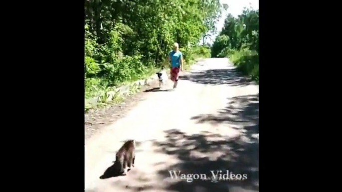 Funny Videos 2015 Funny Animals Funny Pranks Fails Prank Vines Funny Cats