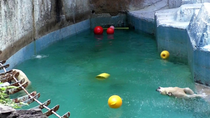 Baffin the polar bear and her cub Momo enjoy together in the water at Tennoji Zoo, Osaka, Japan