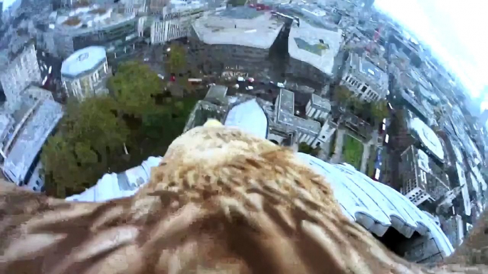 Flying eagle POV (Compilation of the London flights)