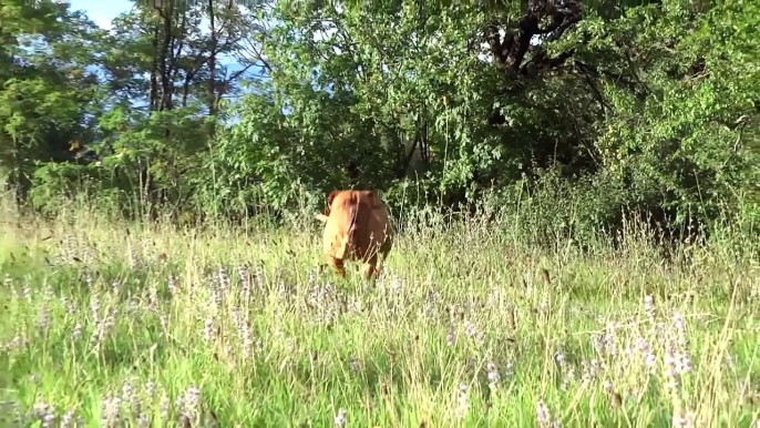 Dogue de Bordeaux attacco attack