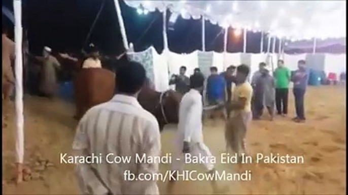 Cow Unloading - Karachi Cow Mandi