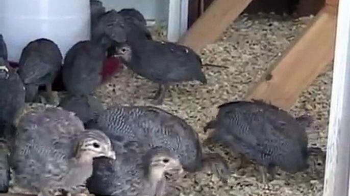 Episode 6 ... 1-month old Pearl Grey Guinea Fowl Keets enjoying a hot summer day's activities.